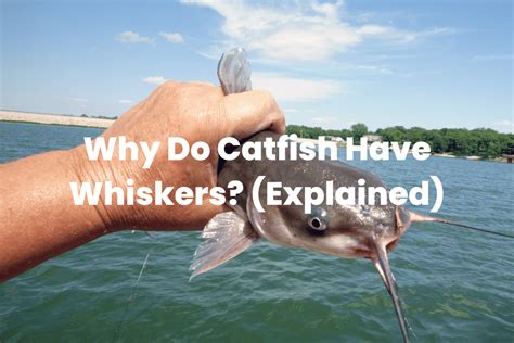 why do catfish have whiskers.